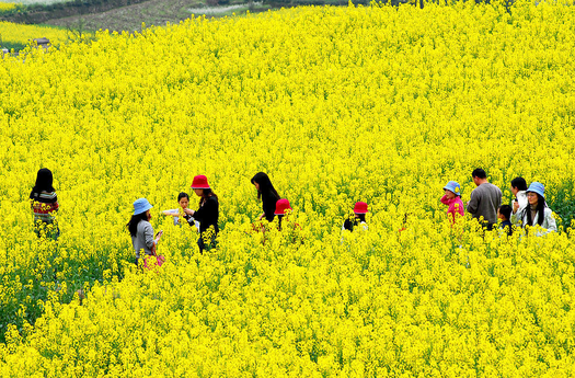 棉船镇油菜花