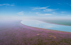 鄱阳湖花海