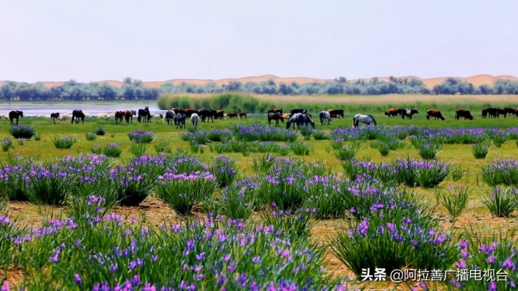 阿拉善旅游攻略（阿拉善必去的五大景点）